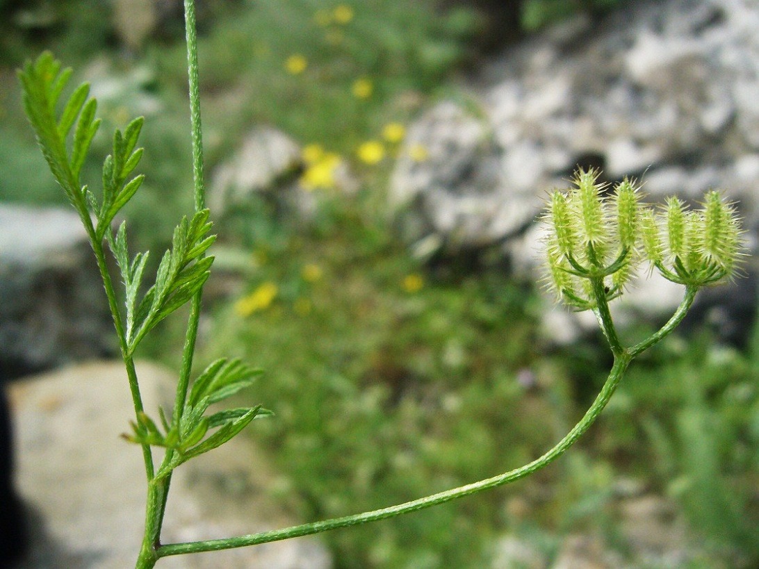 Image of Torilis leptophylla specimen.