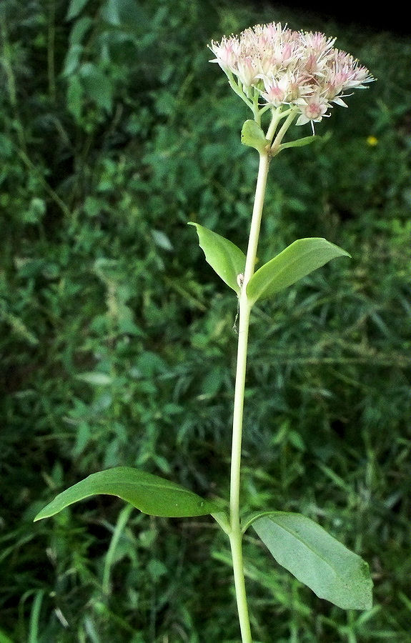 Image of Hylotelephium pallescens specimen.