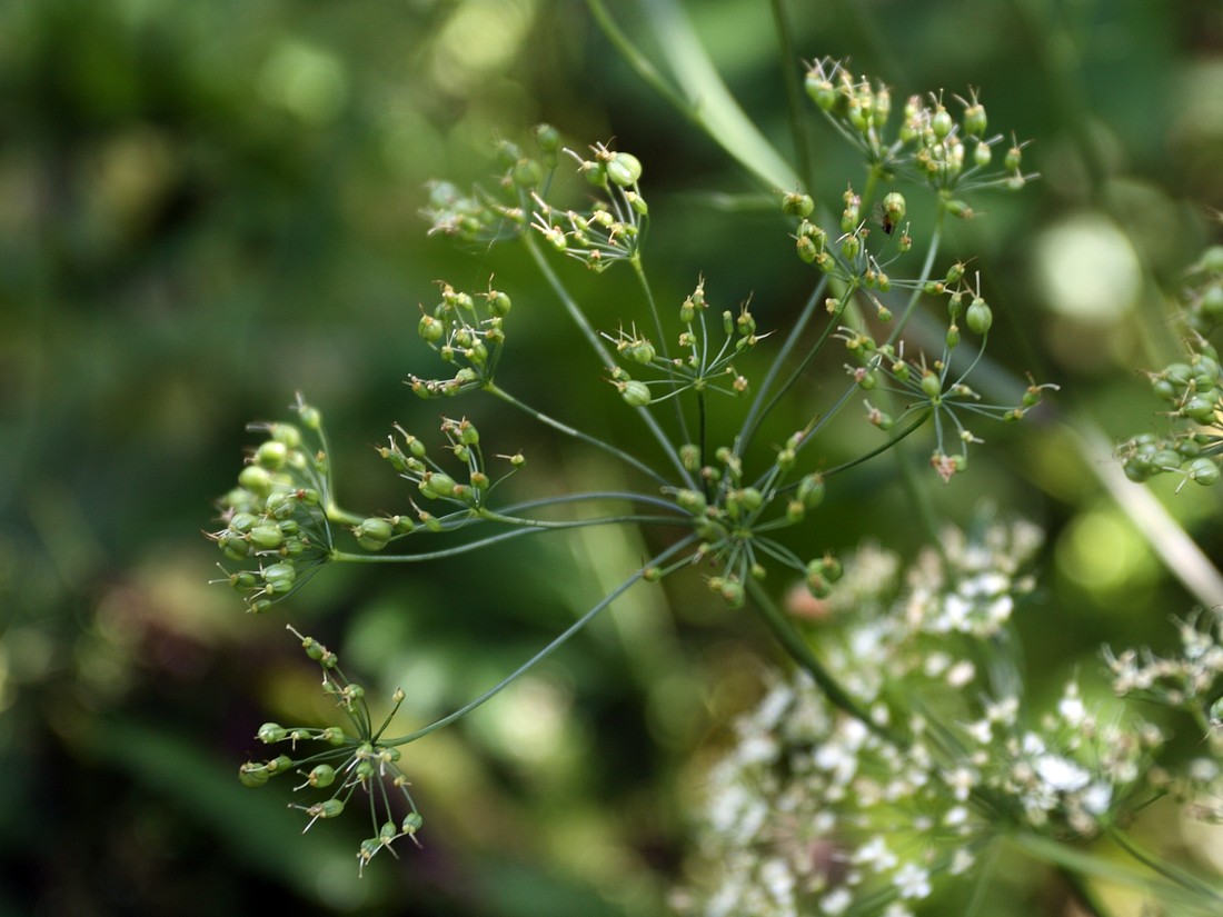 Image of Pimpinella major specimen.