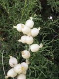 Astragalus krauseanus. Соплодия. Узбекистан, Ташкентская обл., окр. г. Янгиабад. 26.07.2006.