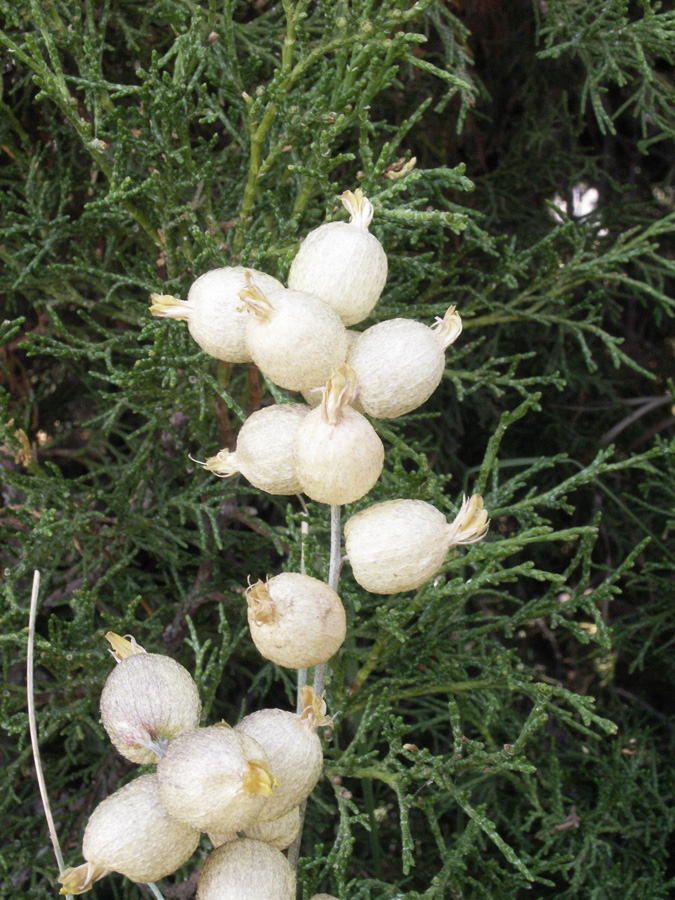 Image of Astragalus krauseanus specimen.