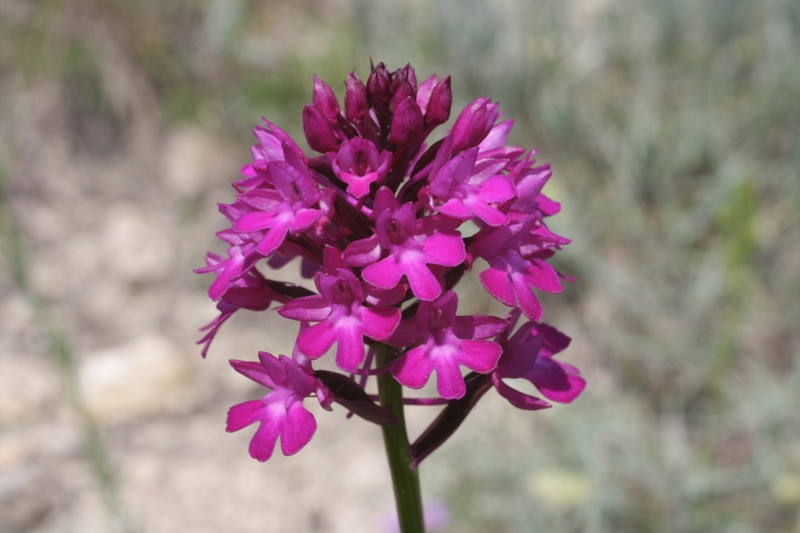 Image of Anacamptis pyramidalis specimen.