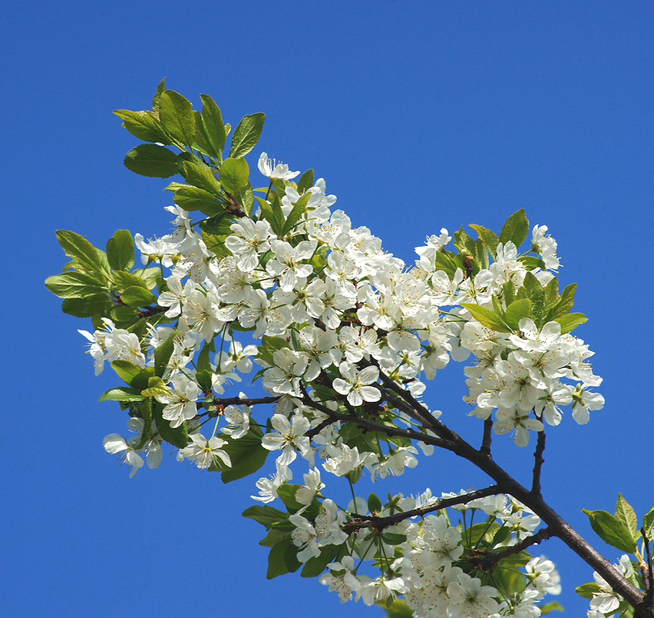 Image of Prunus domestica specimen.