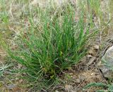 Astragalus tekutjevii. Цветущее растение. Казахстан, Кызылординская обл., Жанакорганский р-н, предгорья хр. Каратау у пос. Кайнарбулак. 28.04.2011.