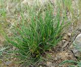 Astragalus tekutjevii