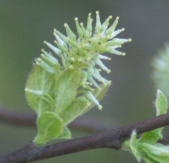 Изображение особи Salix aurita.