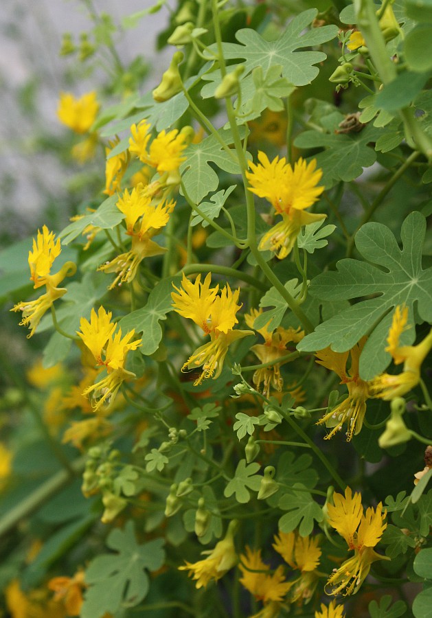 Изображение особи Tropaeolum peregrinum.