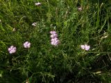 Dianthus caucaseus