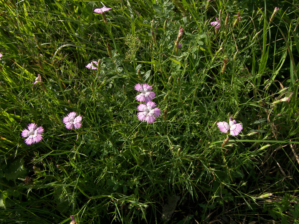 Изображение особи Dianthus caucaseus.