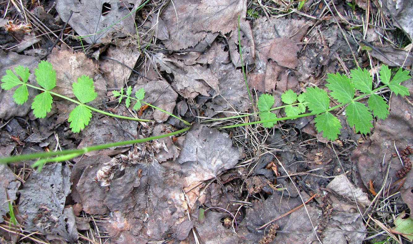 Image of Pimpinella saxifraga specimen.