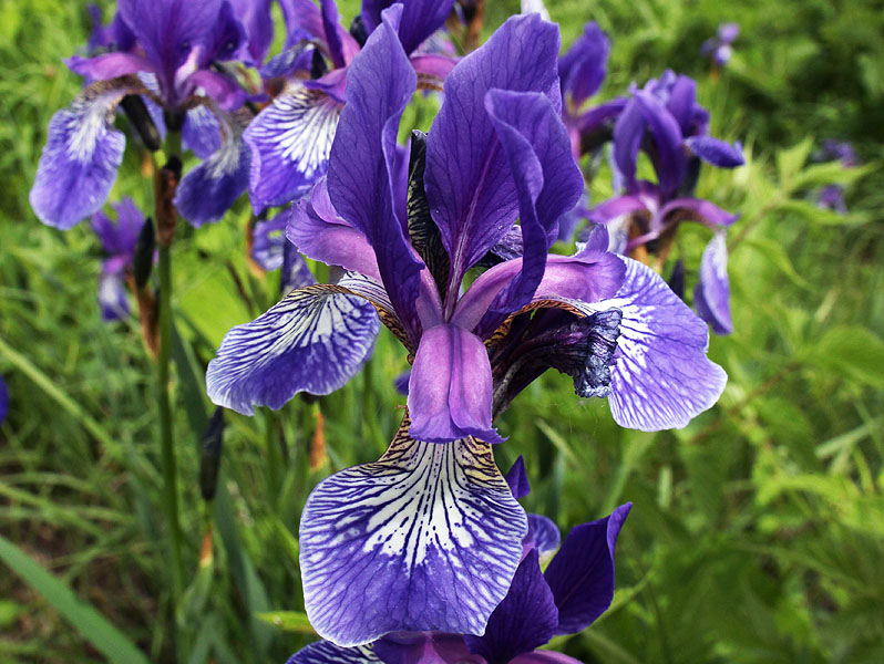 Изображение особи Iris sibirica.