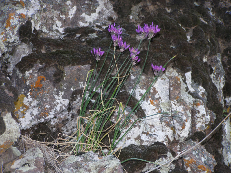 Image of Allium barsczewskii specimen.