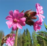 Melandrium dioicum. Верхушка цветущего растения. Ленинградская обл., Кингисеппский р-н, берег р. Луга, разнотравный луг. 24.05.2009.