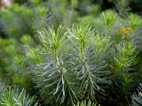Euphorbia cyparissias. Верхушки молодых побегов. Московская обл., Раменский р-н, окр. дер. Хрипань, дачный участок. 20.08.2003.
