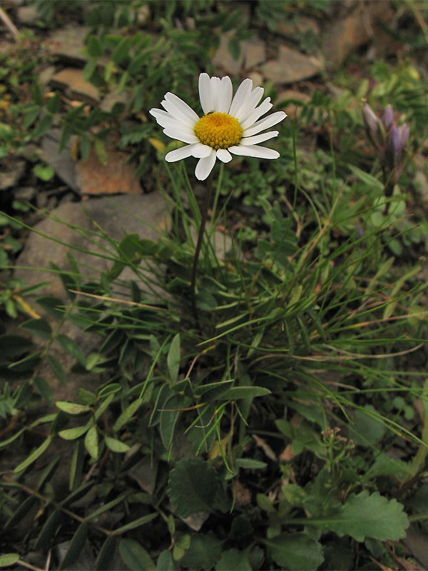 Изображение особи Leucanthemum gaudinii.