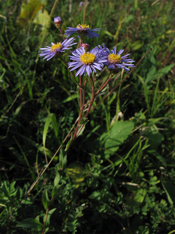 Изображение особи Aster amellus.