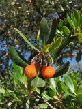 Arbutus unedo