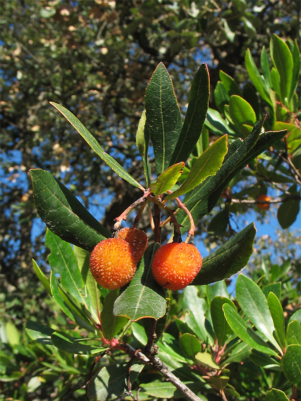 Image of Arbutus unedo specimen.