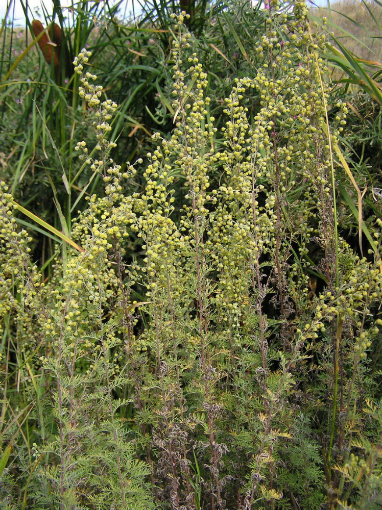 Изображение особи Artemisia pontica.