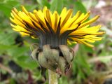 Taraxacum