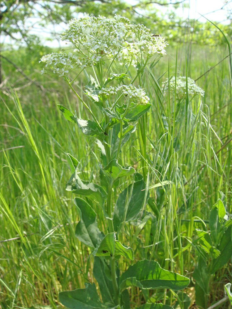 Изображение особи Cardaria draba.