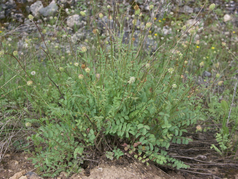 Изображение особи Poterium sanguisorba.