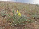 Astragalus longipetalus