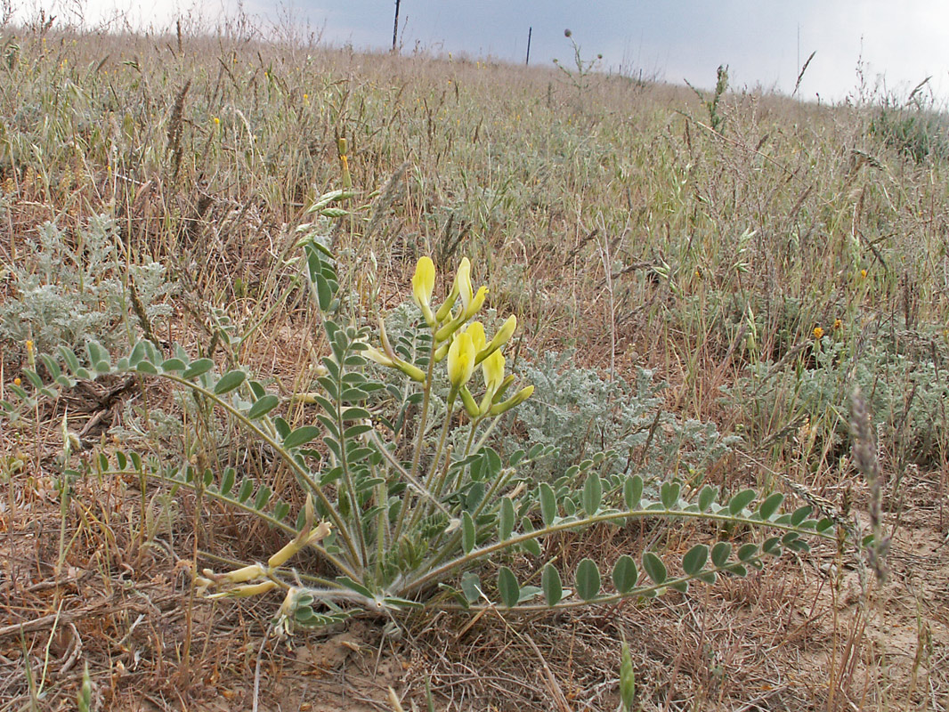 Изображение особи Astragalus longipetalus.