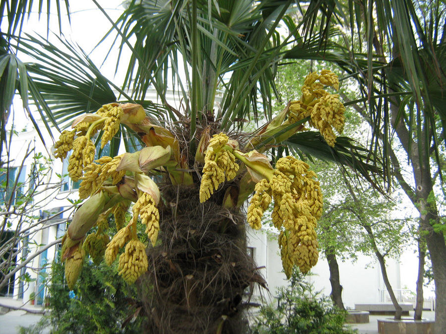 Image of Trachycarpus fortunei specimen.