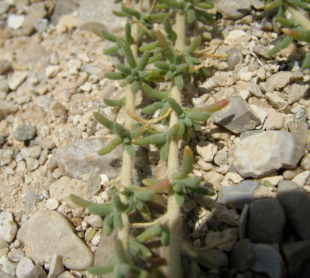 Image of Salsola cyclophylla specimen.