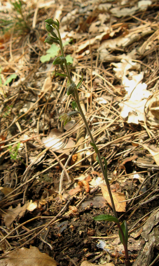 Изображение особи Epipactis microphylla.