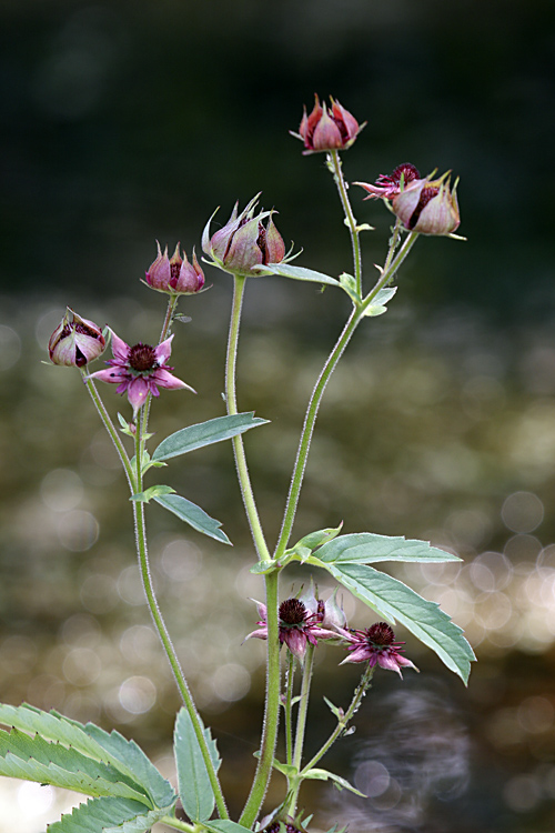 Image of Comarum palustre specimen.