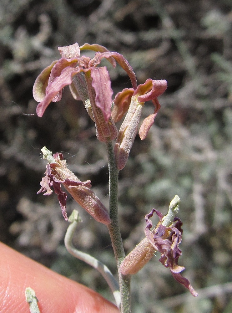 Изображение особи Matthiola fruticulosa.