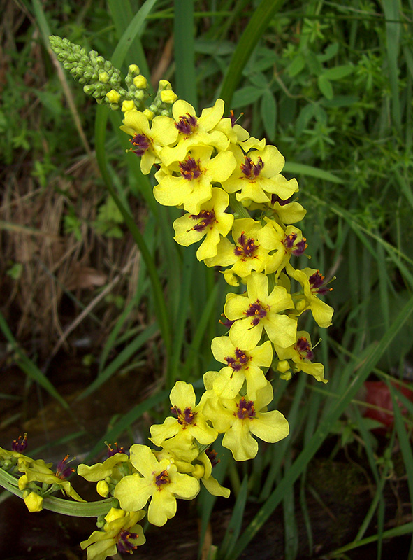 Image of Verbascum nigrum specimen.