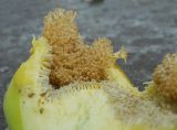 Ficus carica. Внутренняя часть мужского соцветия. Крым, г. Ялта. 2 июля 2012 г.