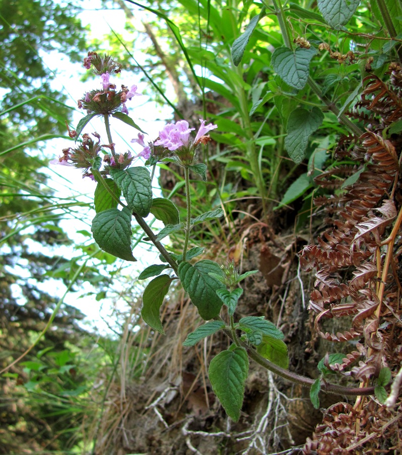 Изображение особи Clinopodium caucasicum.