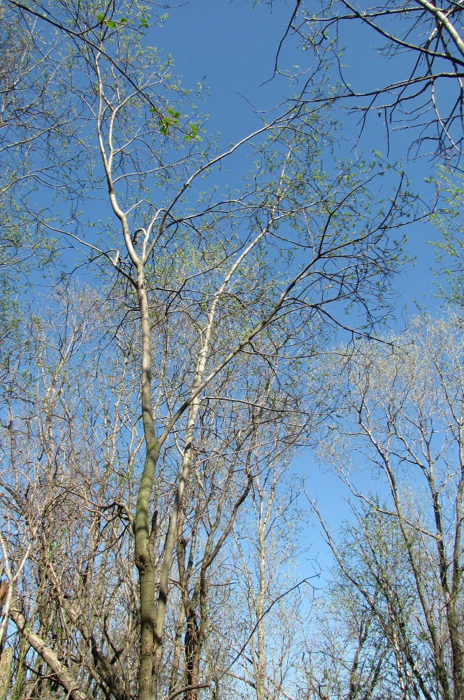 Image of Salix myrsinifolia specimen.
