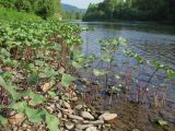 Petasites radiatus. Вегетирующие растения на галечной отмели. Республика Хакасия, Ширинский р-н, окр. с. Ефремкино, р. Белый Июс. 18.07.2012.