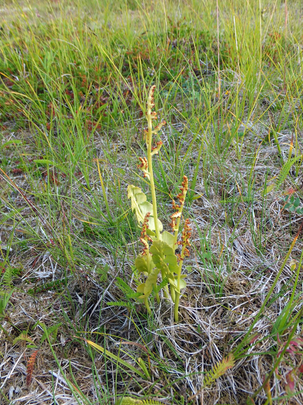 Изображение особи Botrychium lunaria.