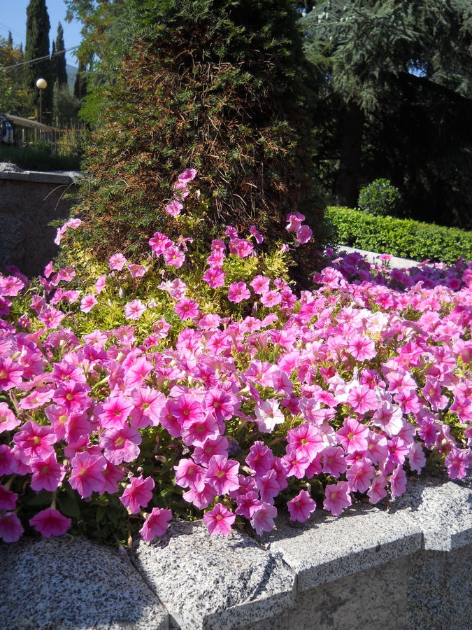 Изображение особи Petunia &times; atkinsiana.