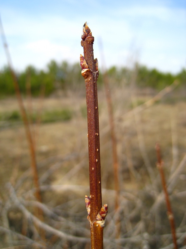 Изображение особи Forsythia ovata.