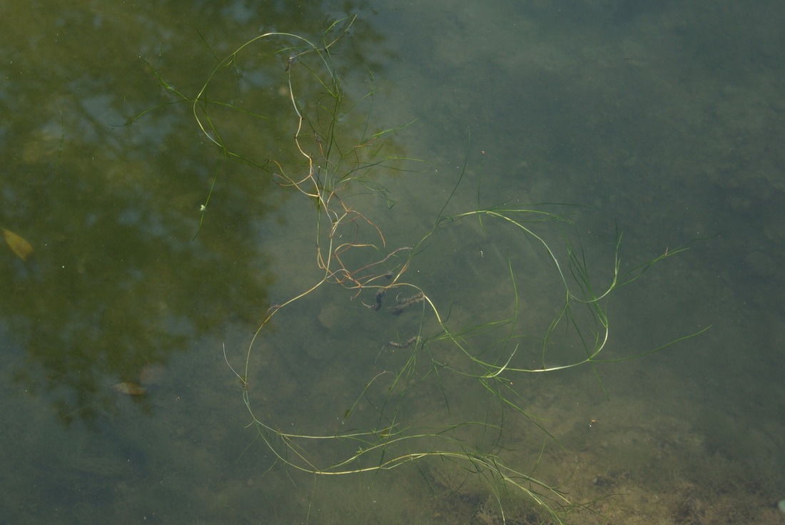 Image of Zannichellia pedunculata specimen.