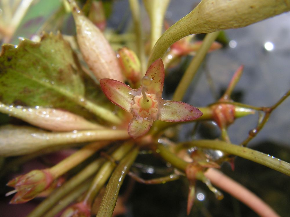 Image of Trapa pseudincisa specimen.