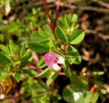 Kummerowia stipulacea