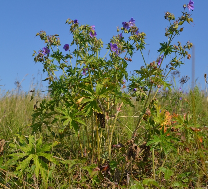 Image of Geranium pratense specimen.