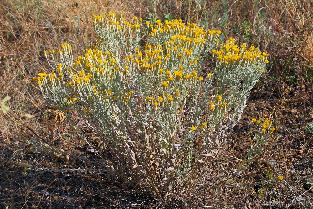 Image of Galatella villosa specimen.