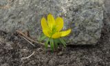 Eranthis cilicica