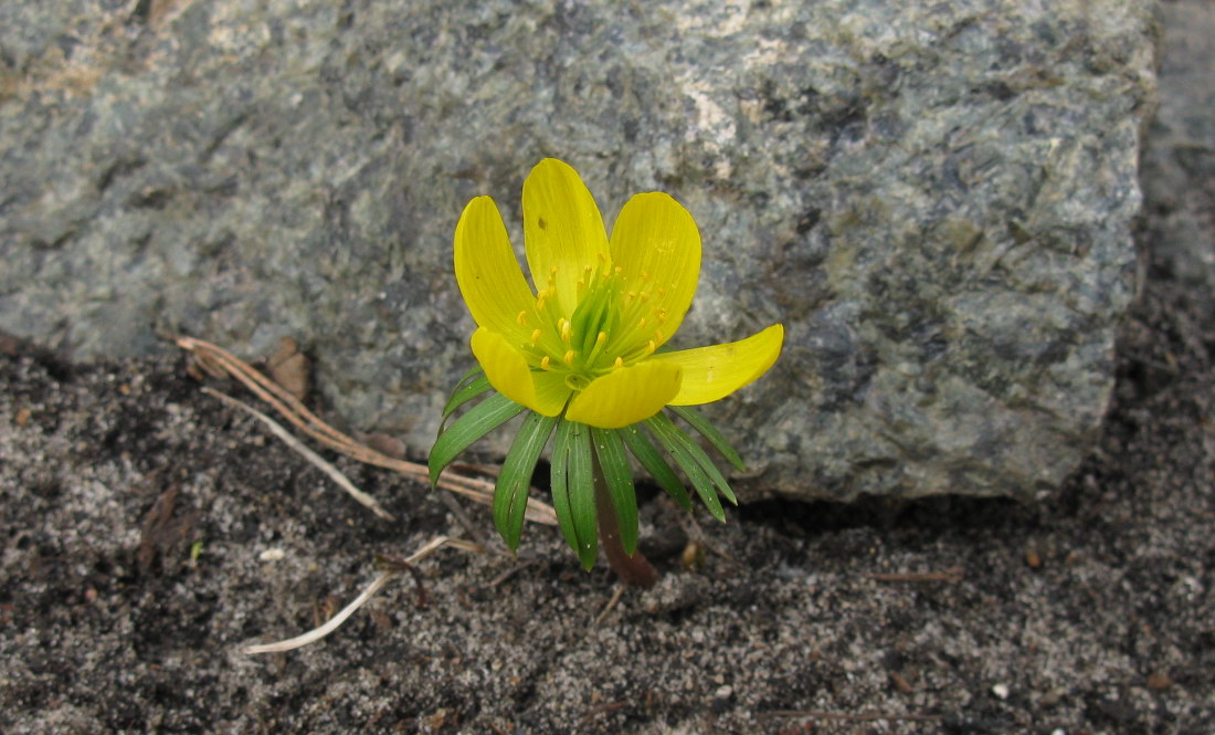 Image of Eranthis cilicica specimen.