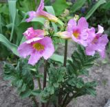 Incarvillea delavayi