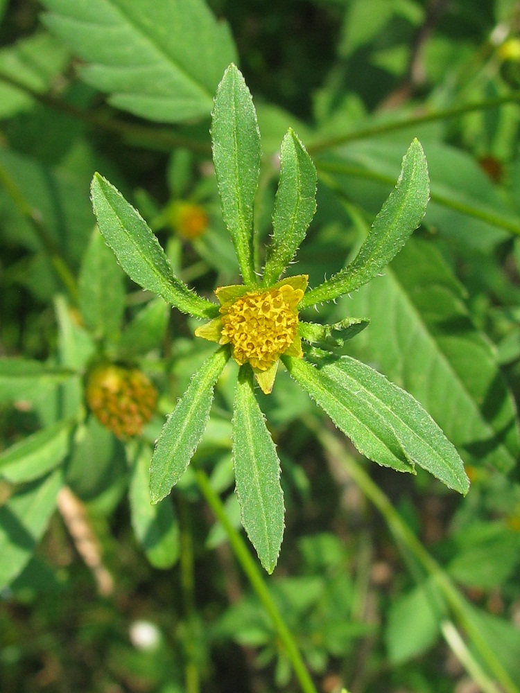 Image of Bidens tripartita specimen.